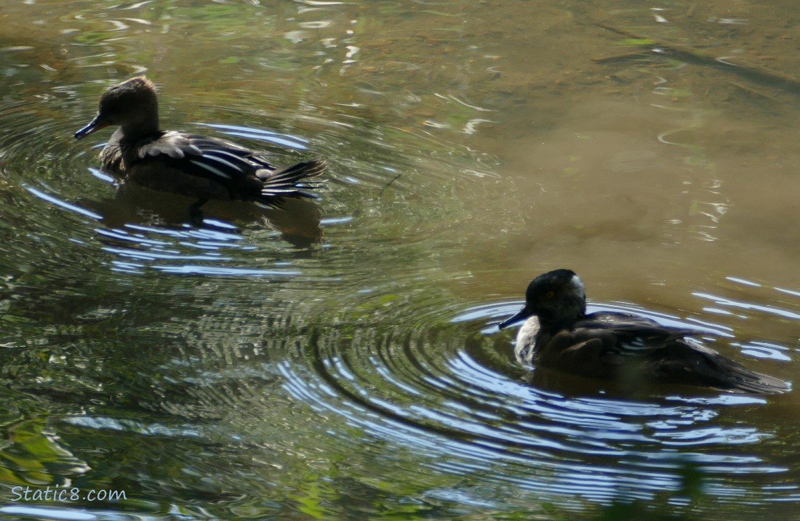 A pair of Hooded Mergansers silhouetted on the water