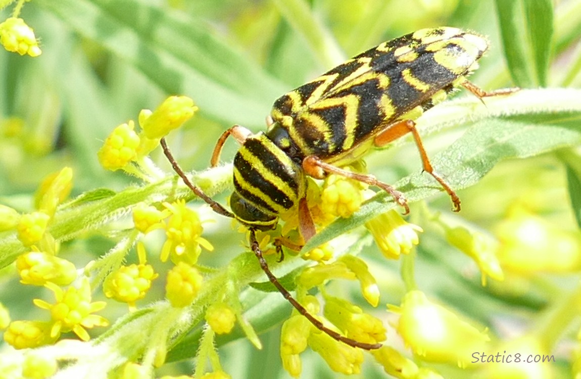 Locust Borer Beetle on Goldenrod blooms