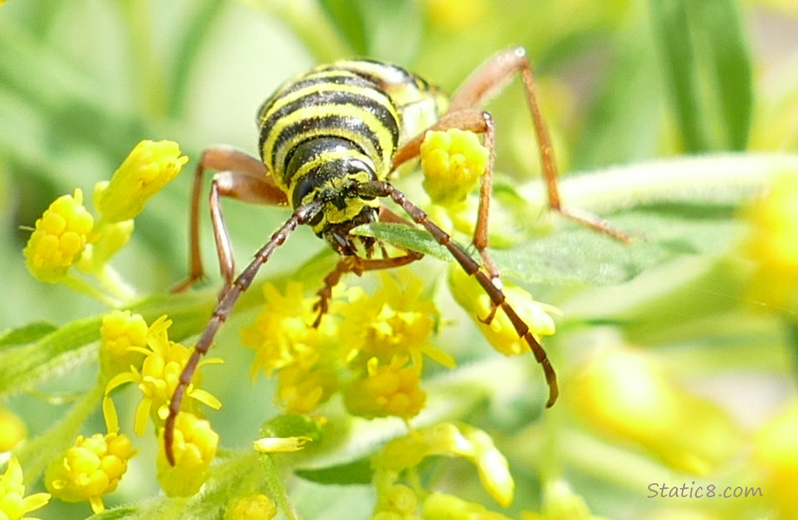 Locust Borer Beetle on Goldenrod blooms