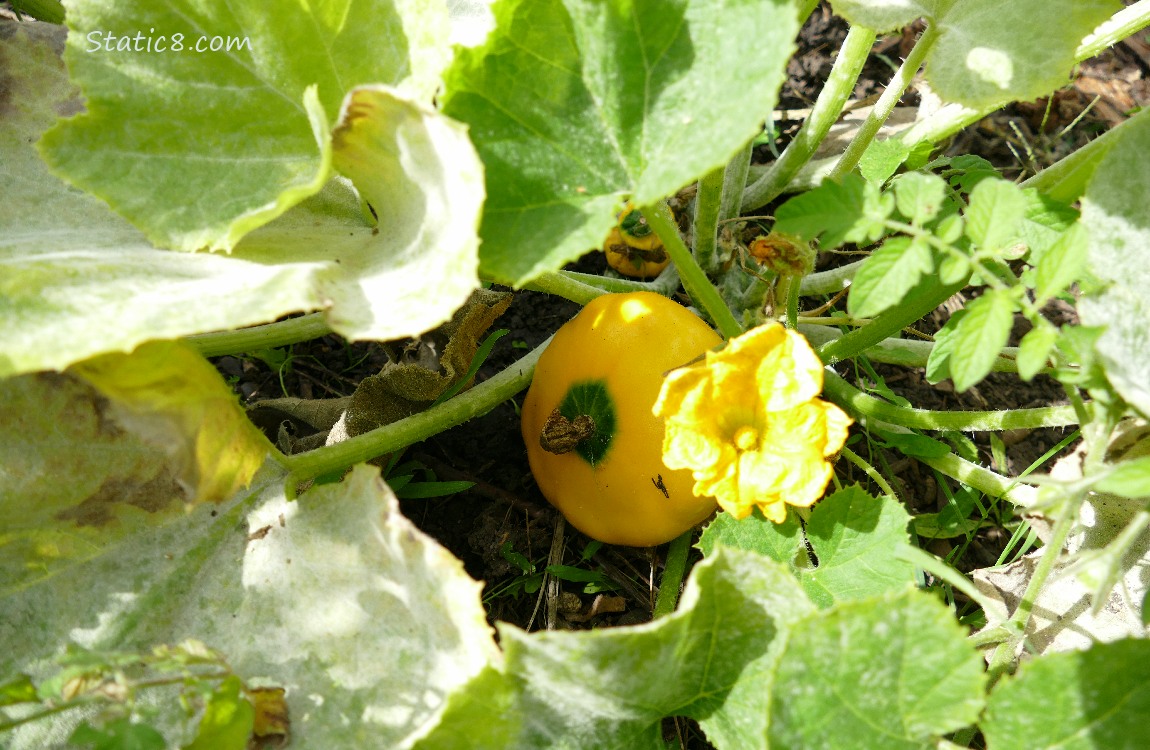 Patty Pan squash growing on the plant