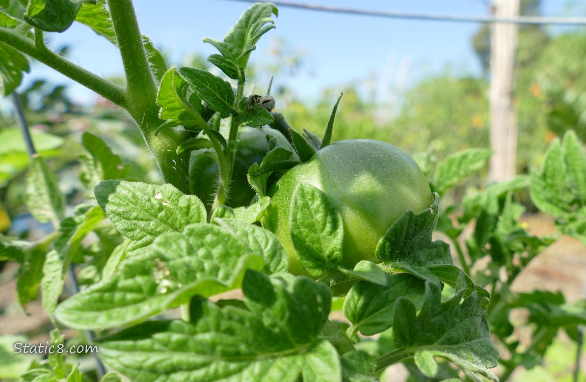 Green tomatoes growing on the vine