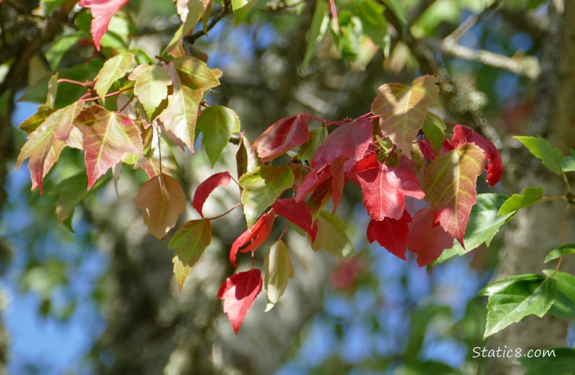 Red Maple leaves changing for autumn