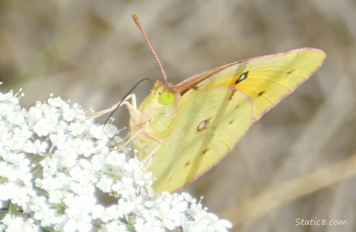 yellow butterfly on Queen Anne Lace