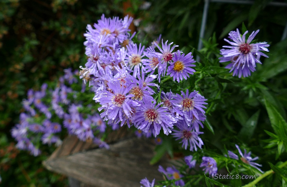 Asters aster blooms