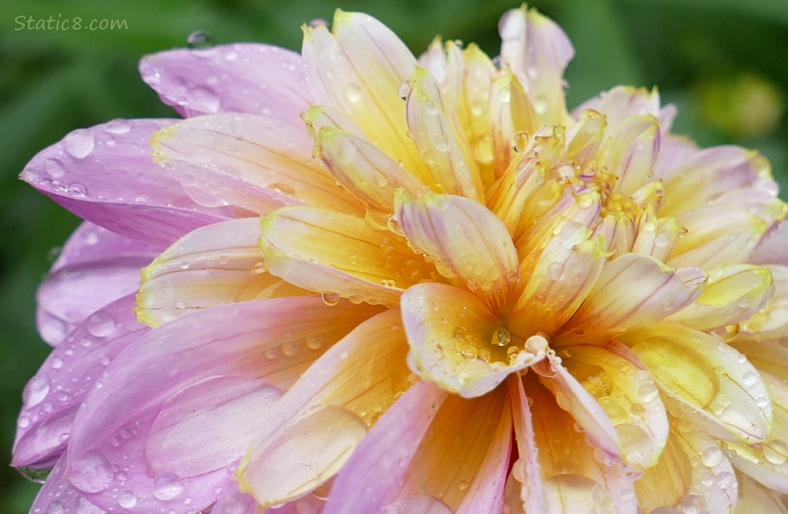 Close up of Dahlia bloom with rain drops on it