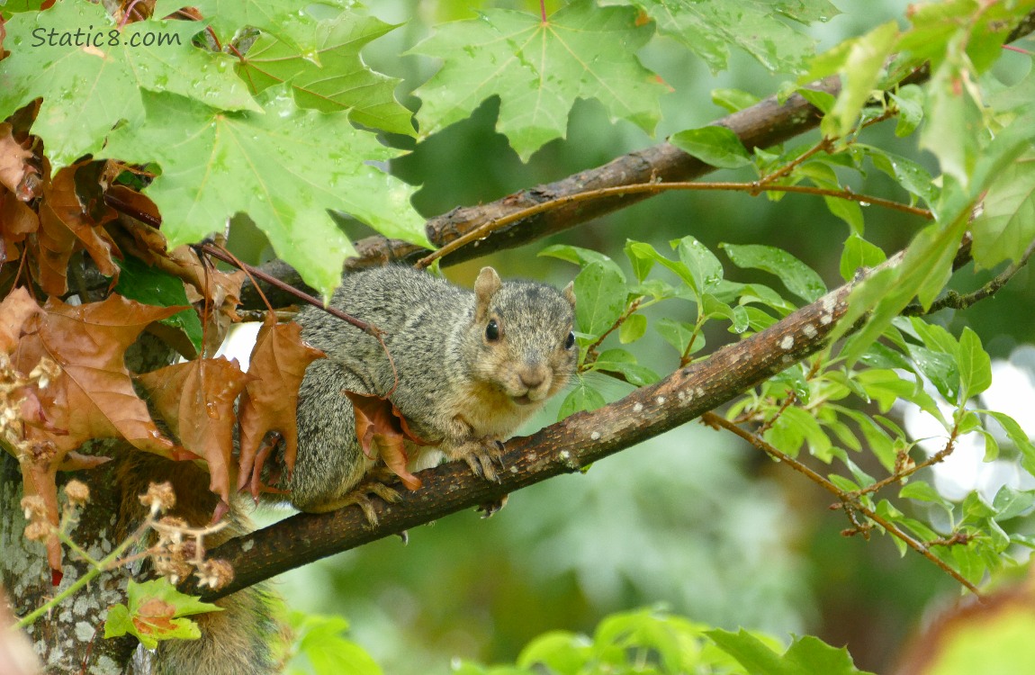Squirrel resting on a tree branch