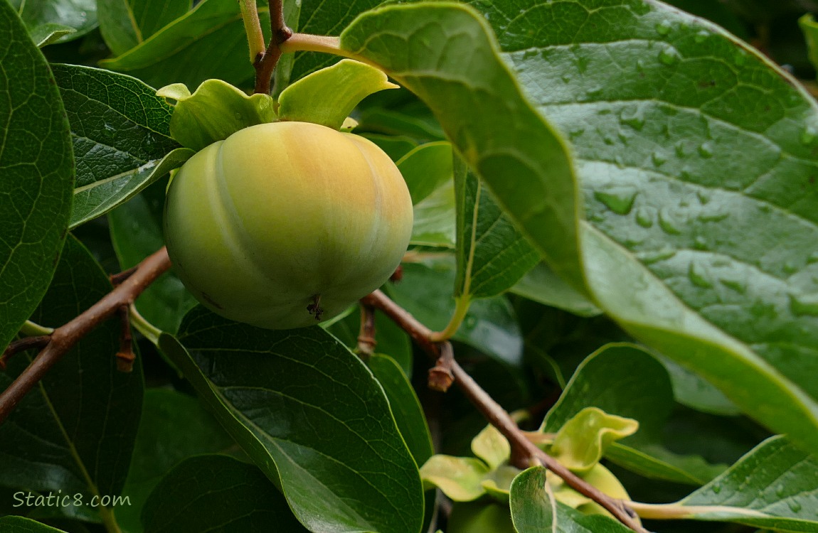 Persimmon Persimmon fruit ripening on the tree