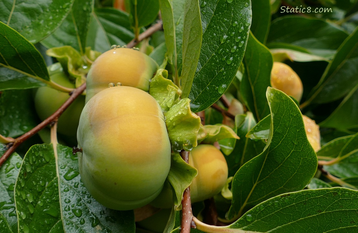 Persimmons Persimmon fruits ripening on the tree