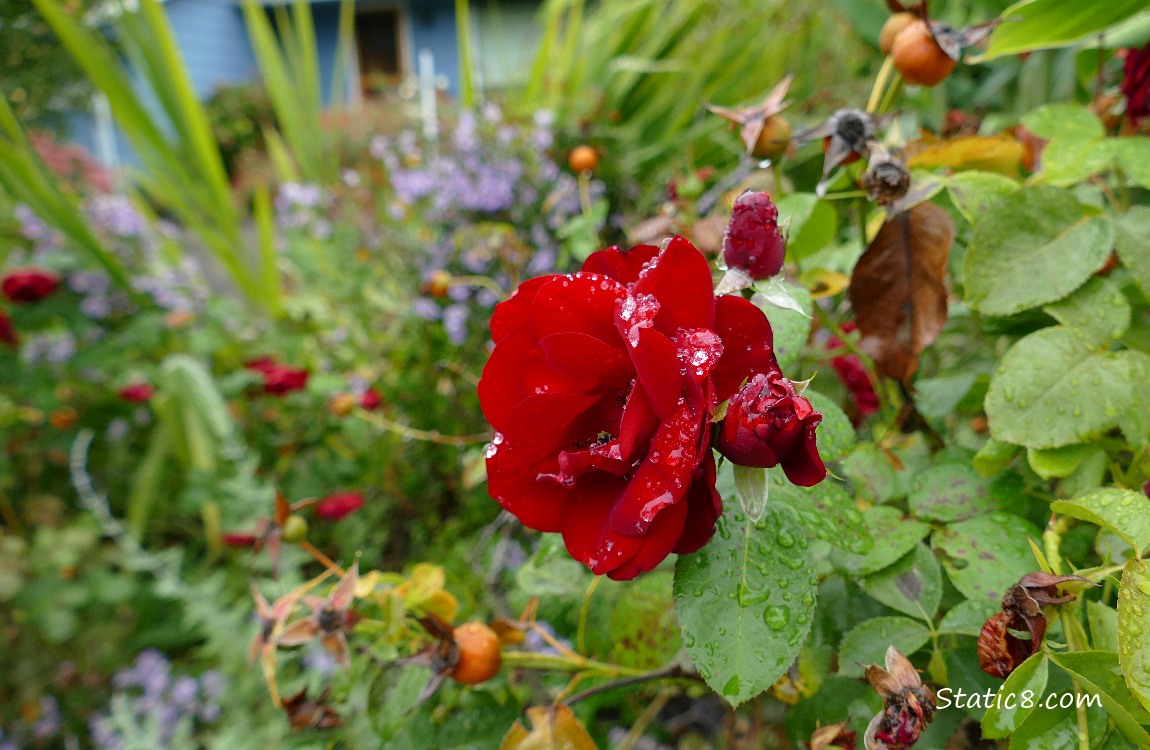 Rose and asters Red rose with rain drops and asters in the background