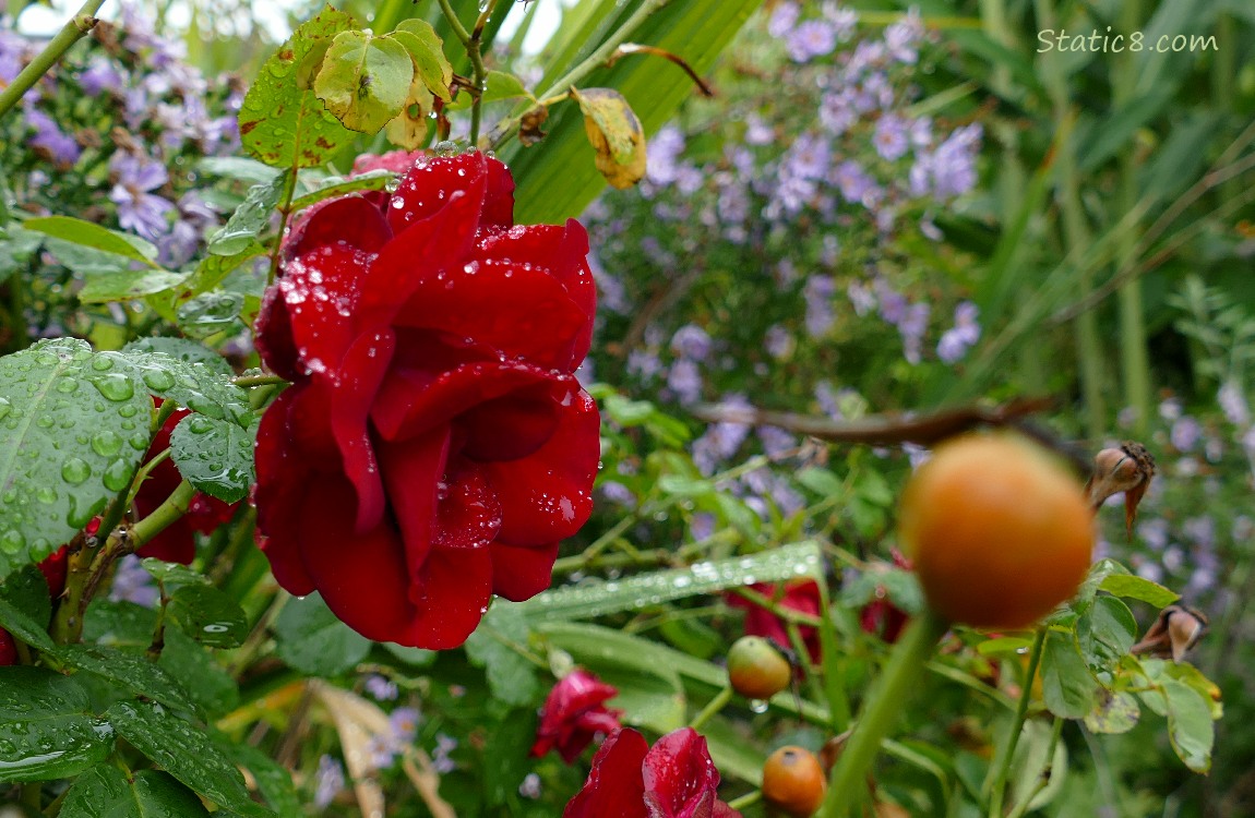 Rose and asters Red rose with rain drops and asters in the background