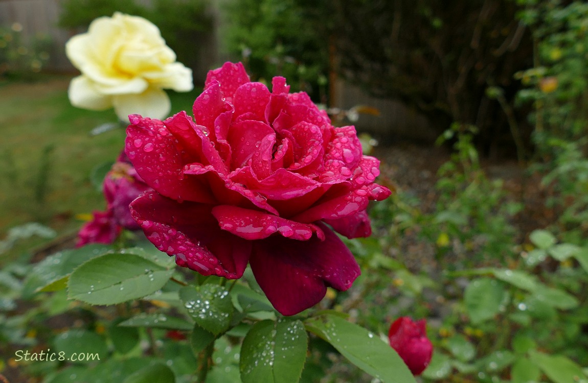 Roses Red rose with rain drops and a yellow rose in the background