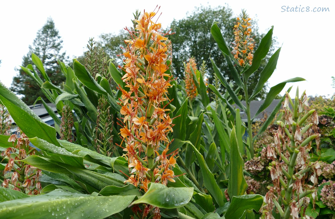 Unknown again! Orange blooms on a tall stalk
