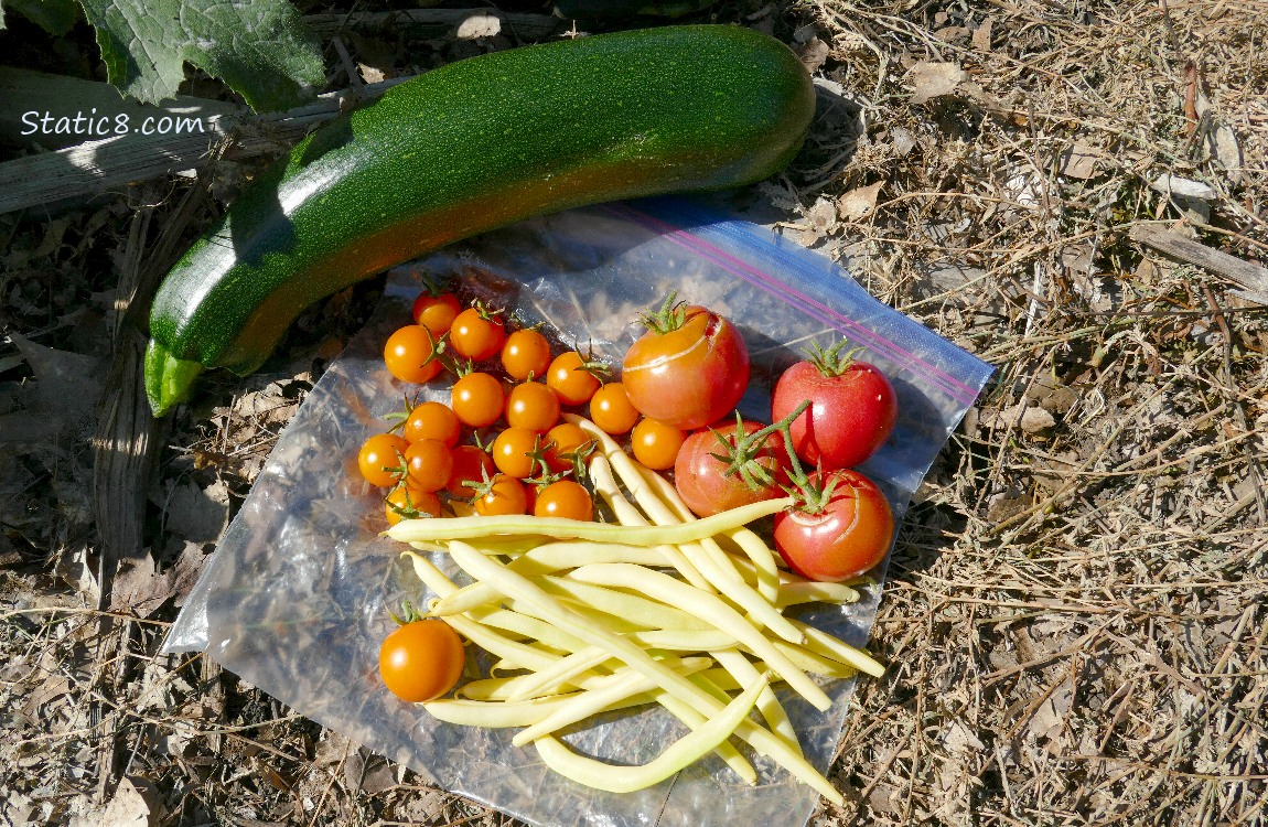Harvested veggies laying on a ziplock bag on the ground