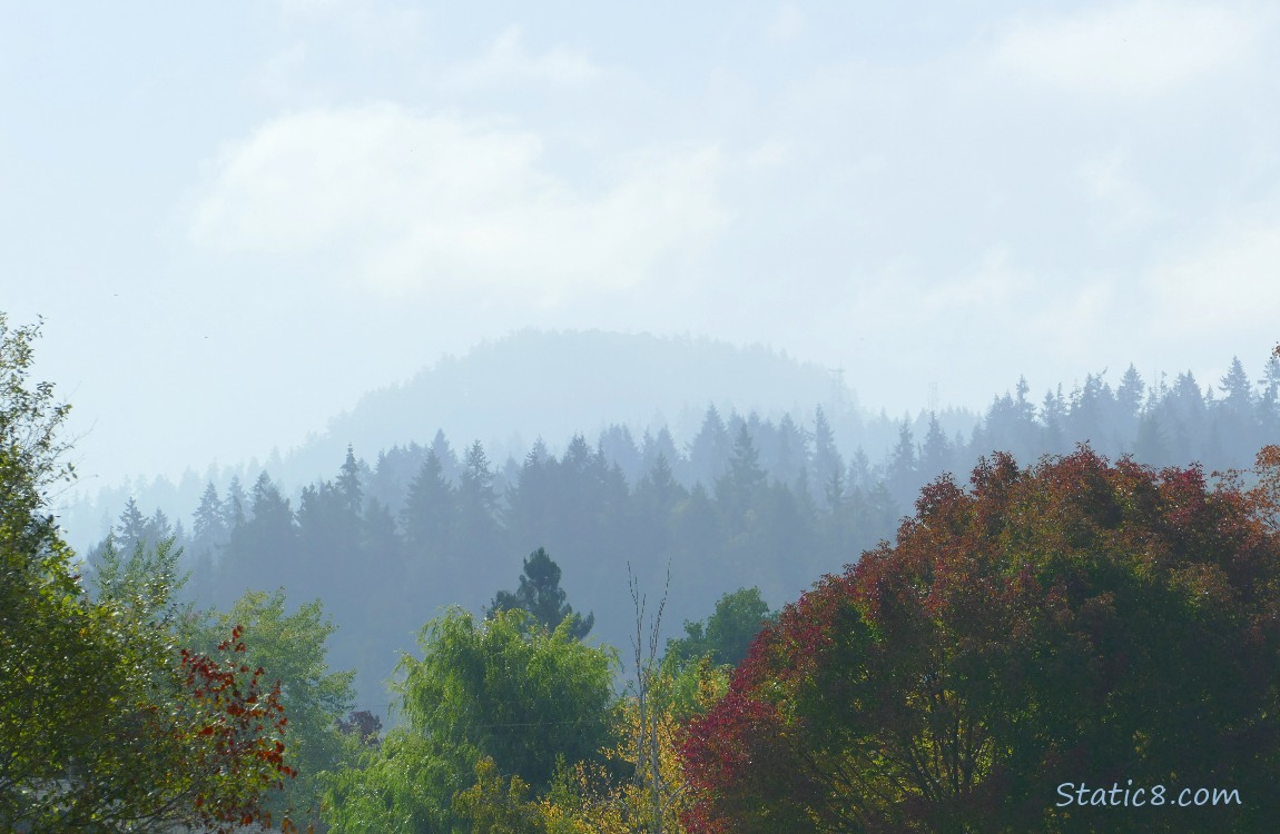 Trees on the hill in the distance