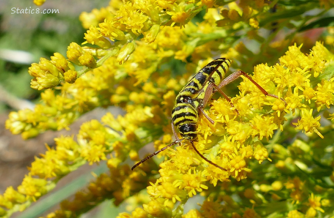 Locust Borer on Goldenrod Locust Borer on the blooms of a Goldenrod