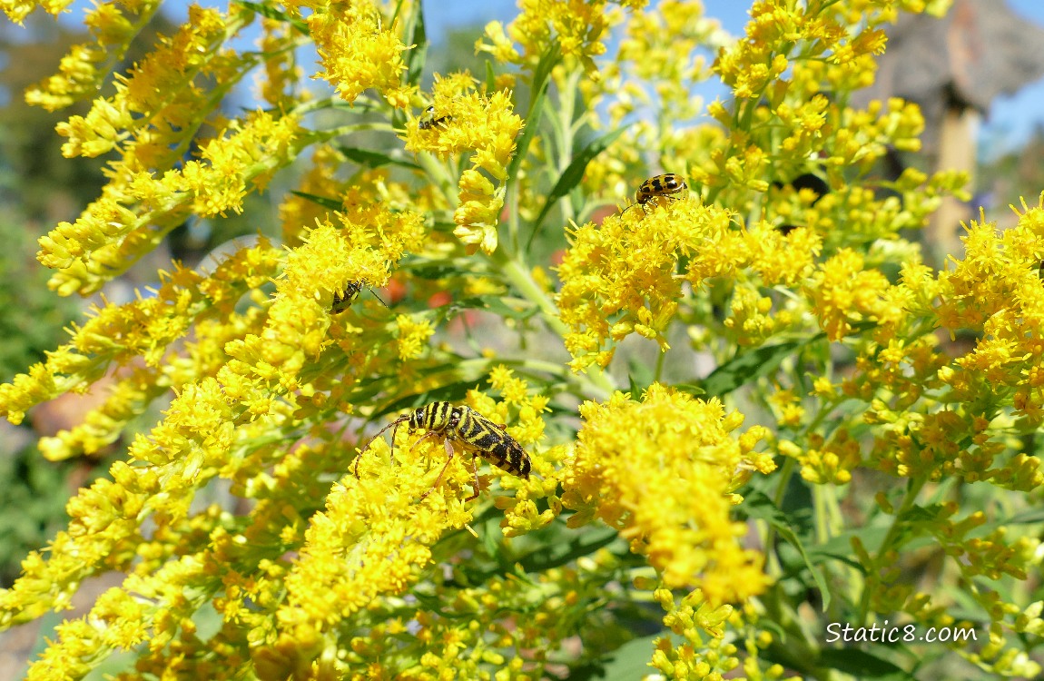 Locust Borer and Cucumber Beetle on a Goldenrod Locust Borer and Cucumber Beetle on the blooms of a Goldenrod