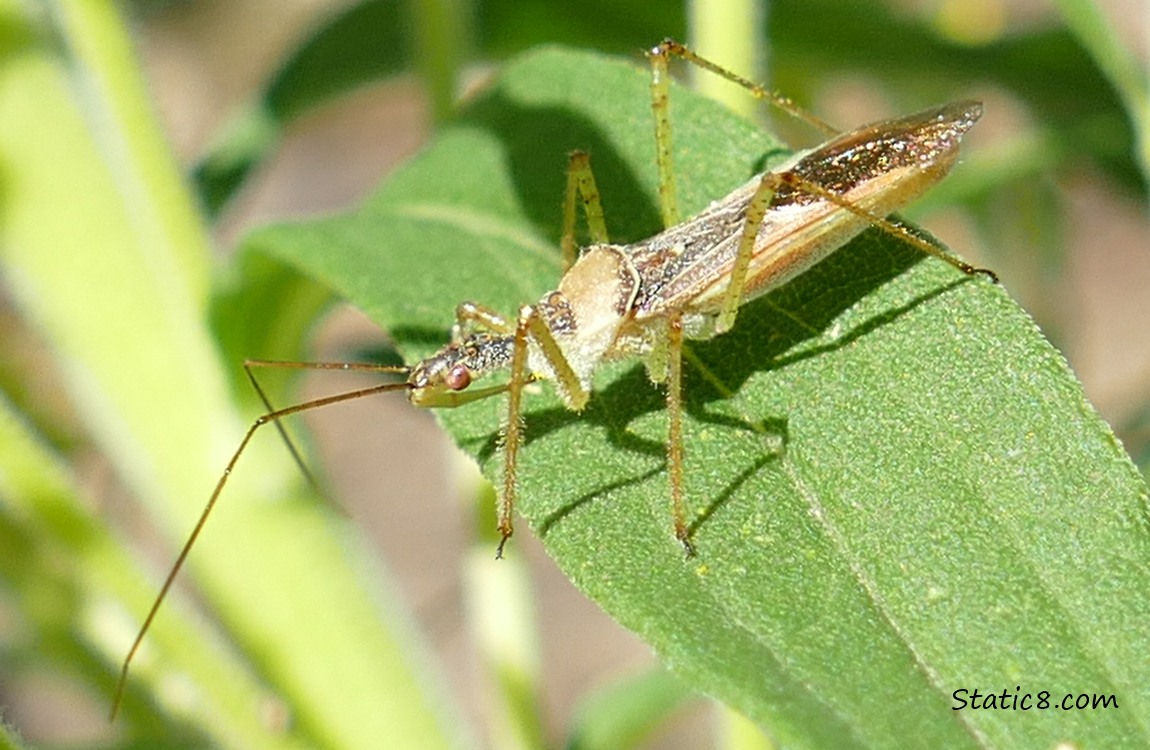 Bug!! a beetle standing on a leaf of Goldenrod plant
