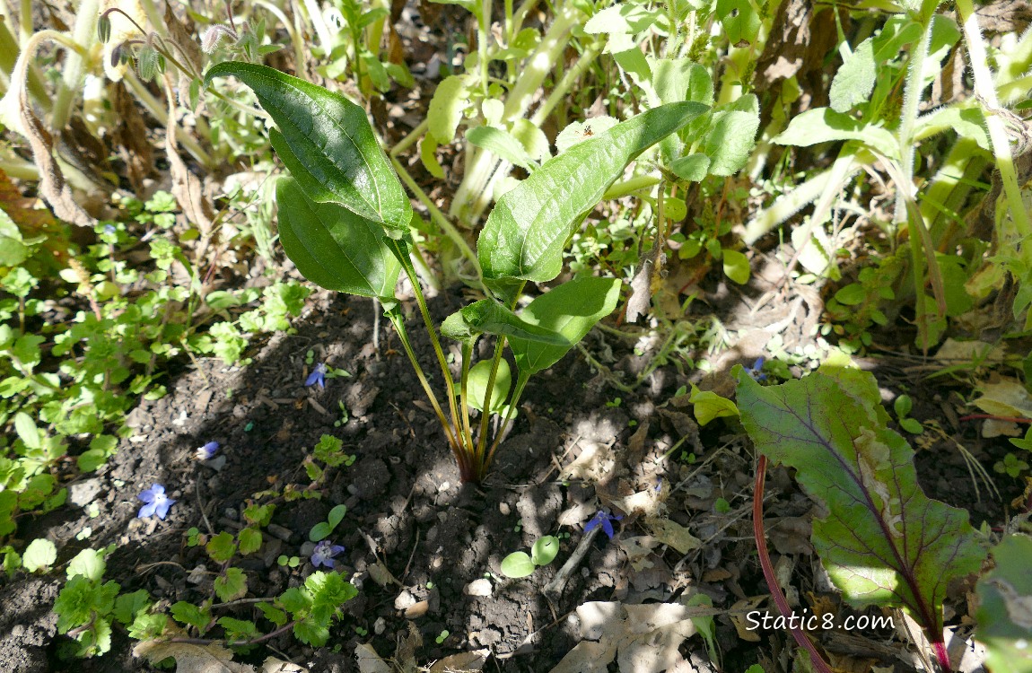 Echinacea plant in the garden