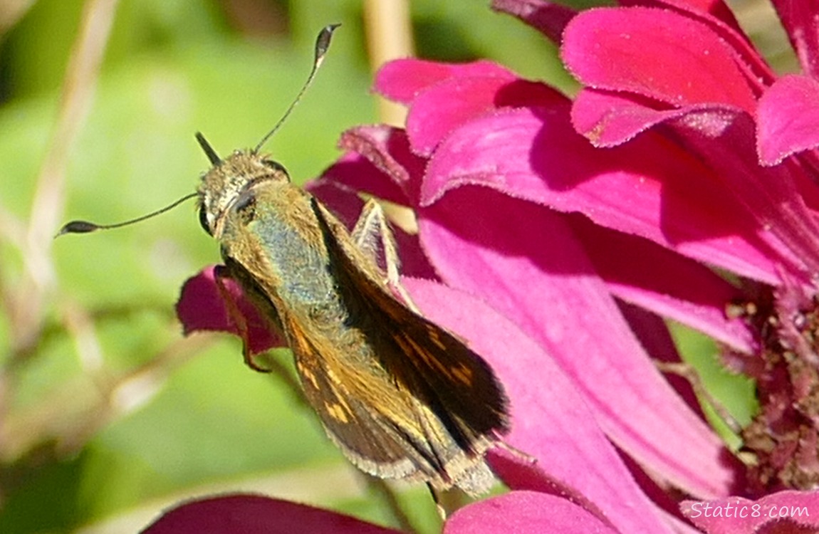 Woodland Skipper on a Zinnia Woodland Skipper on a pink Zinnia bloom