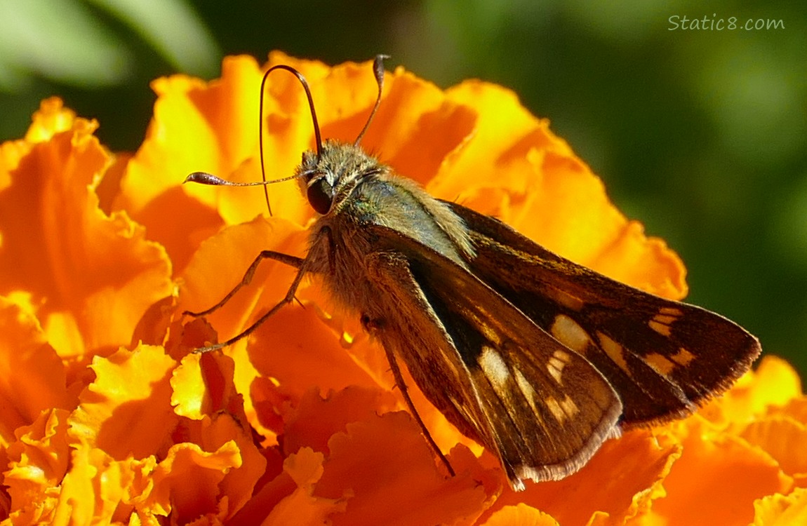 Woodland Skipper on a Marigold Woodland Skipper standing on a orange Marigold bloom