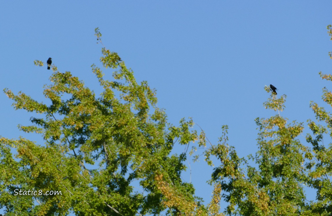 Crows standing in the top of some trees
