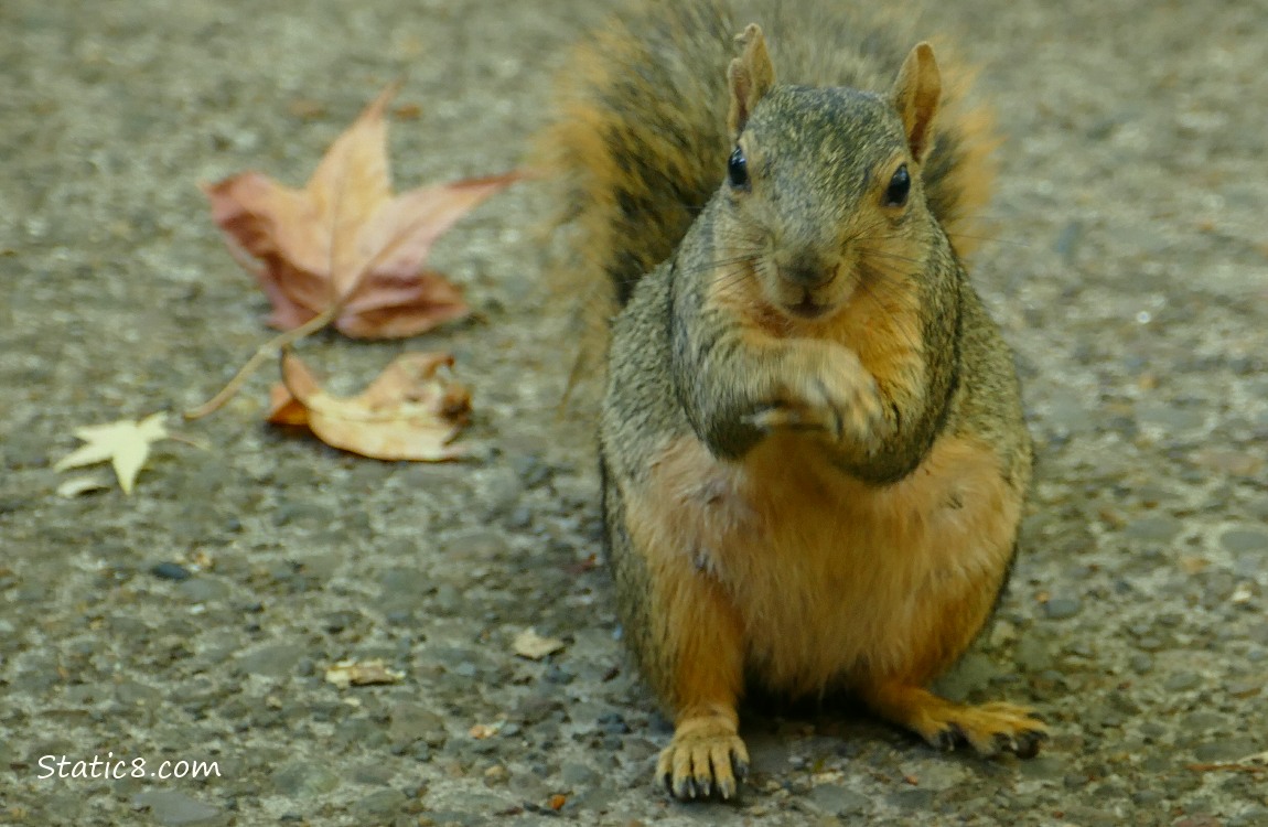Squirrel sitting on the sidewalk