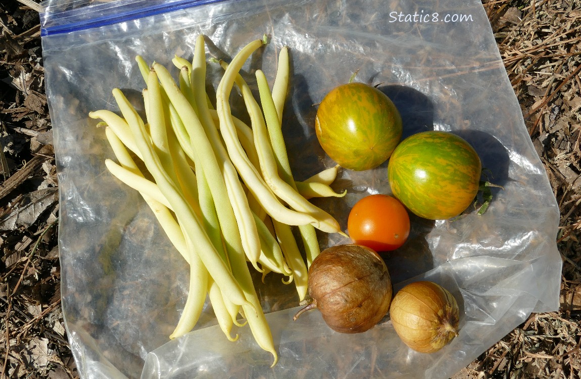 Harvested veggies laying on a ziplock bag on the ground