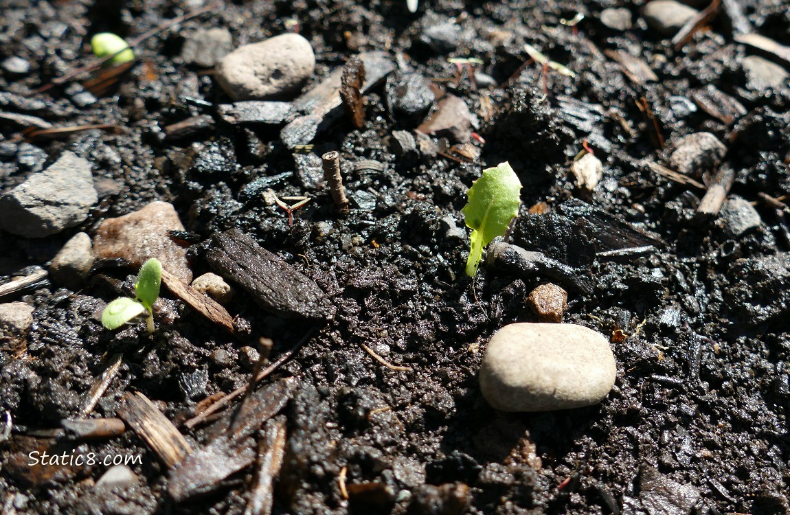 Lettuce!! Tiny lettuce plant growing in the dirt