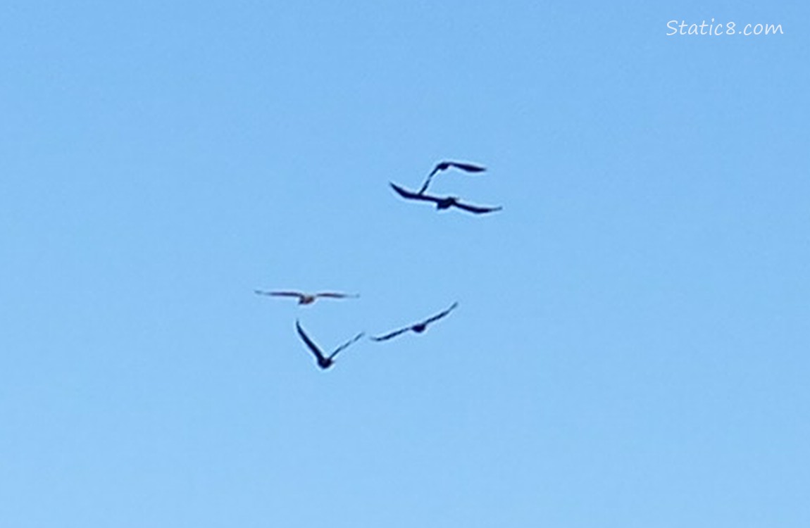 Birds flying away into the blue sky