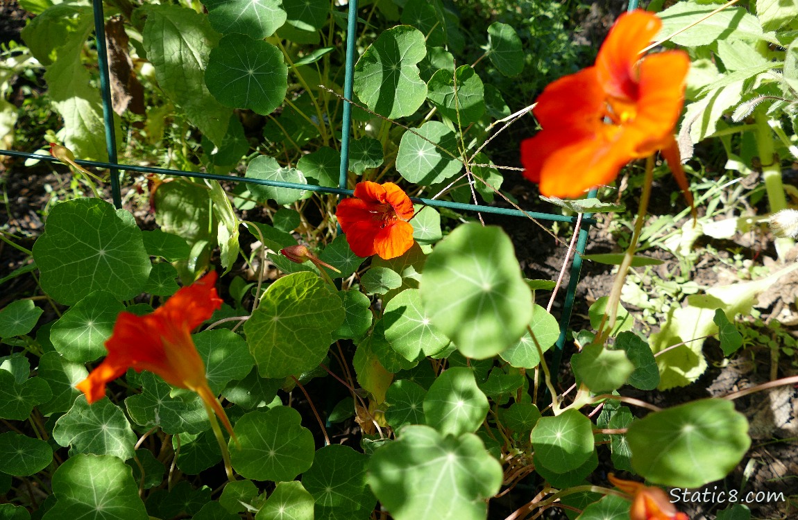 Orange Nasturtium blooms