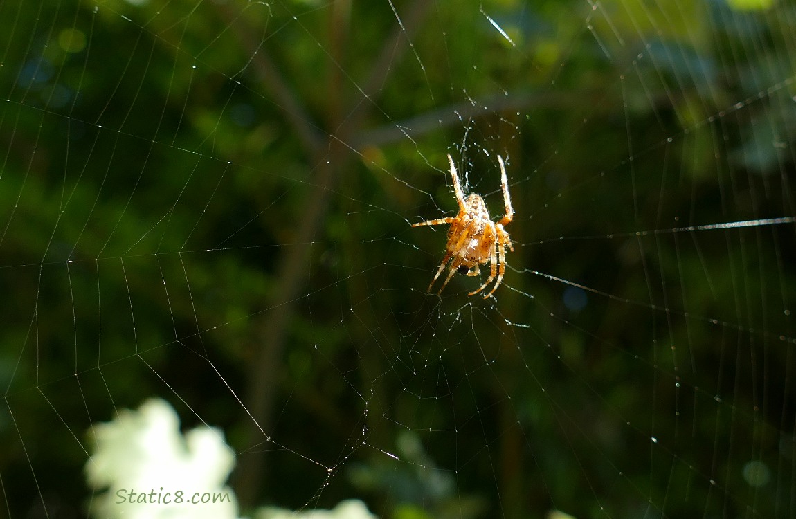 Shy Spider.  Cool web! Spider sitting in the middle of her web