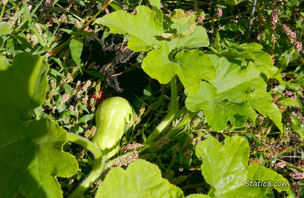 a little Butternut Butternut squash growin on the vine