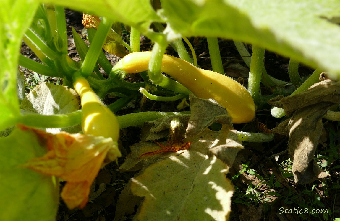 Transplant Crookneck Crookneck squashes growing under the leaves