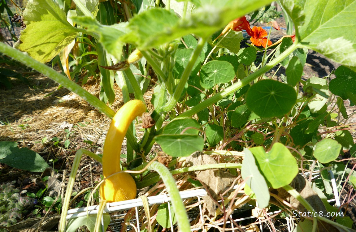 Crookneck from seed Crookneck squash growing on the vine