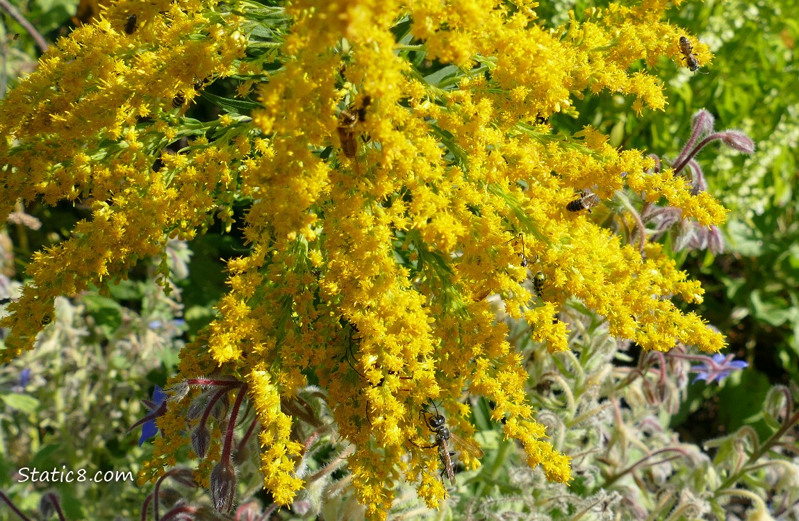 Goldenrod blooms with bugs