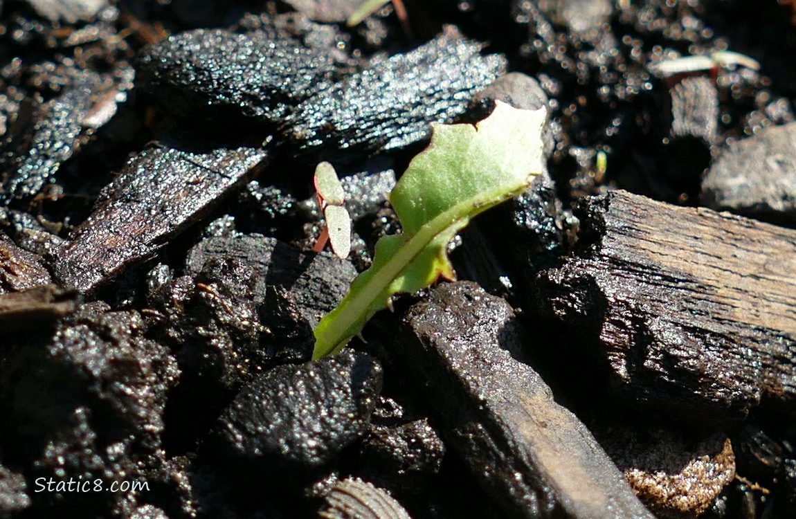 Tiny Lettuce growing in dirt