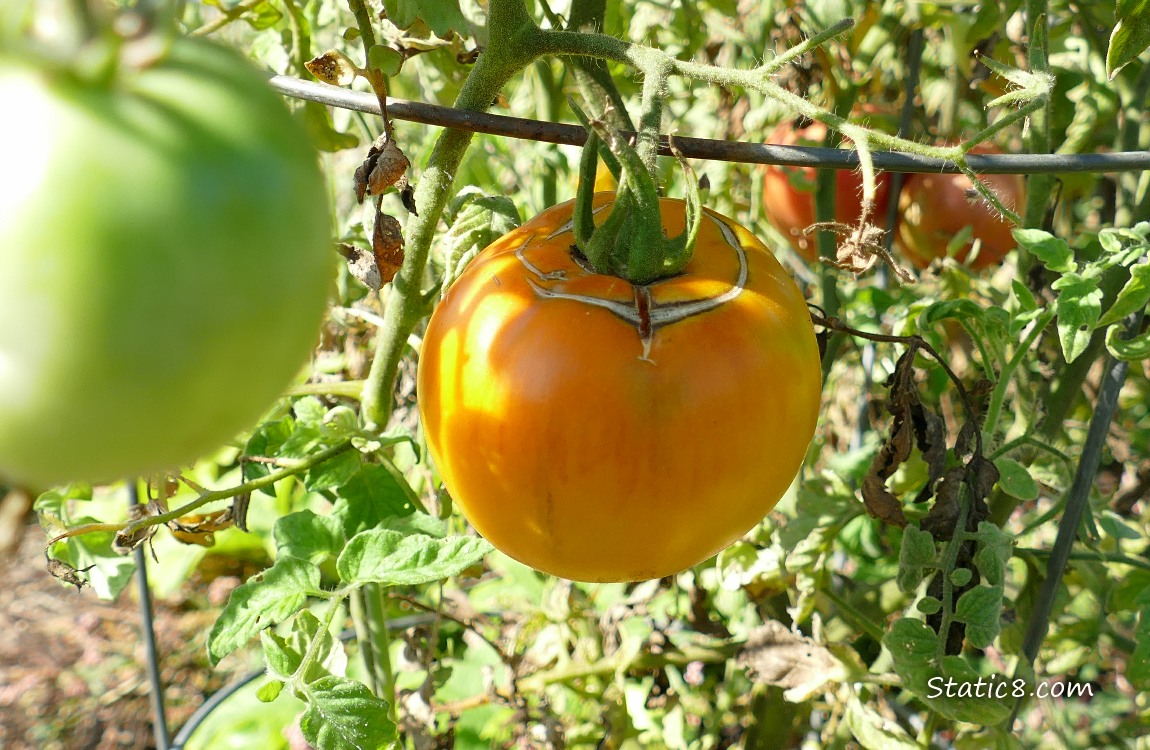 Old German Orange tomato ripening on the vine