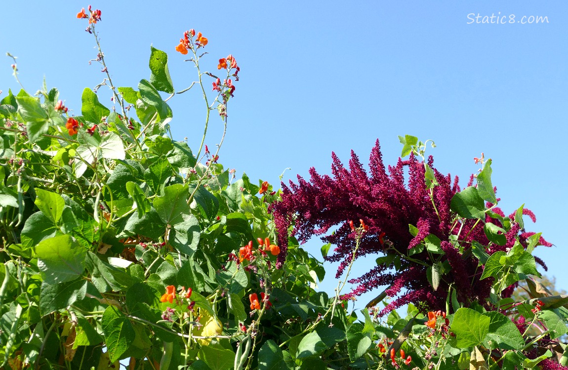 Scarlet Runner Beans and Red Amaranth Scarlet Runner Beans and a Red Amaranth with blue sky behind