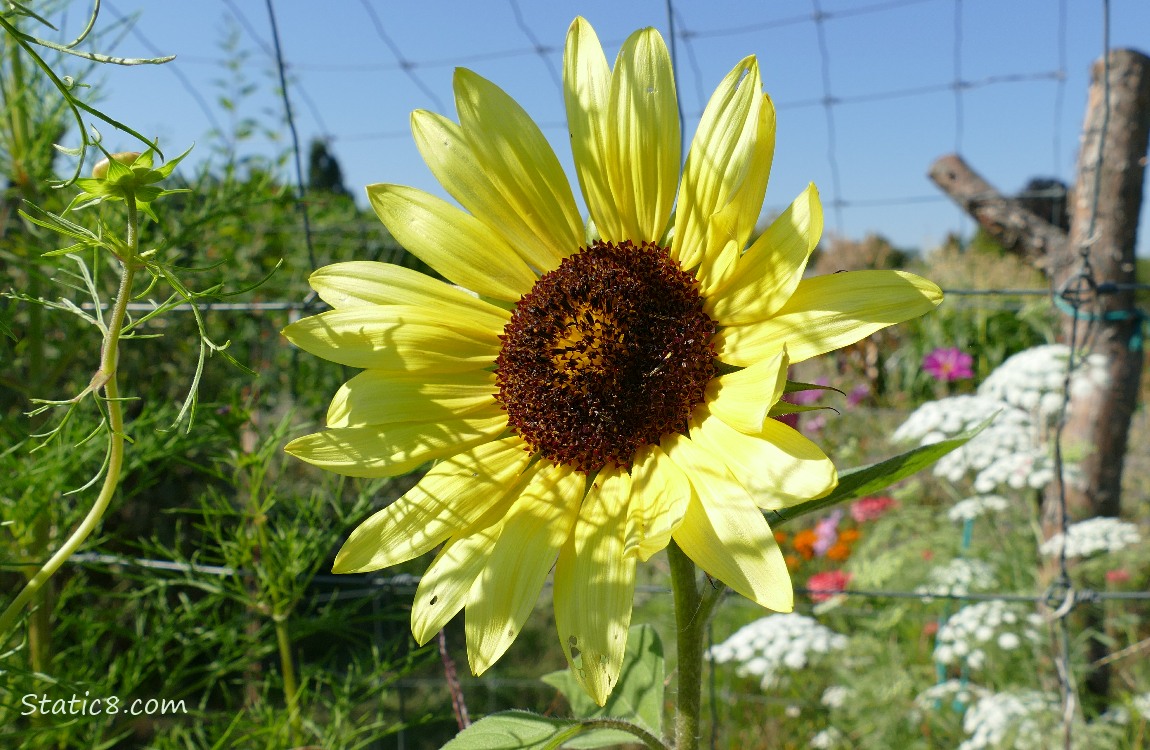 Lemon yellow sunflower