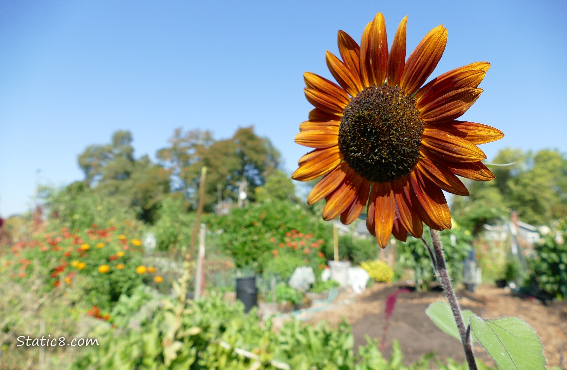 Red sunflower bloom