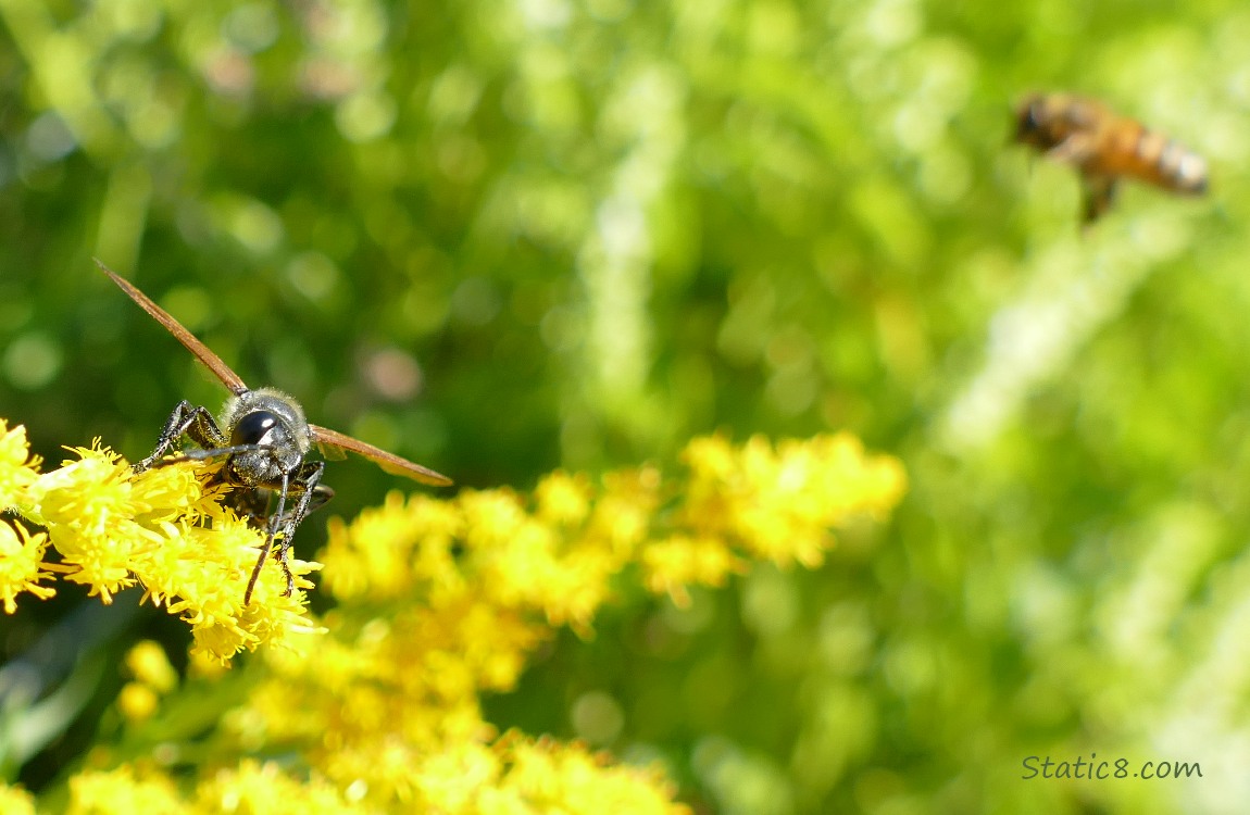 Wasp sitting on the goldenrod bloom while a Honey Bee flies