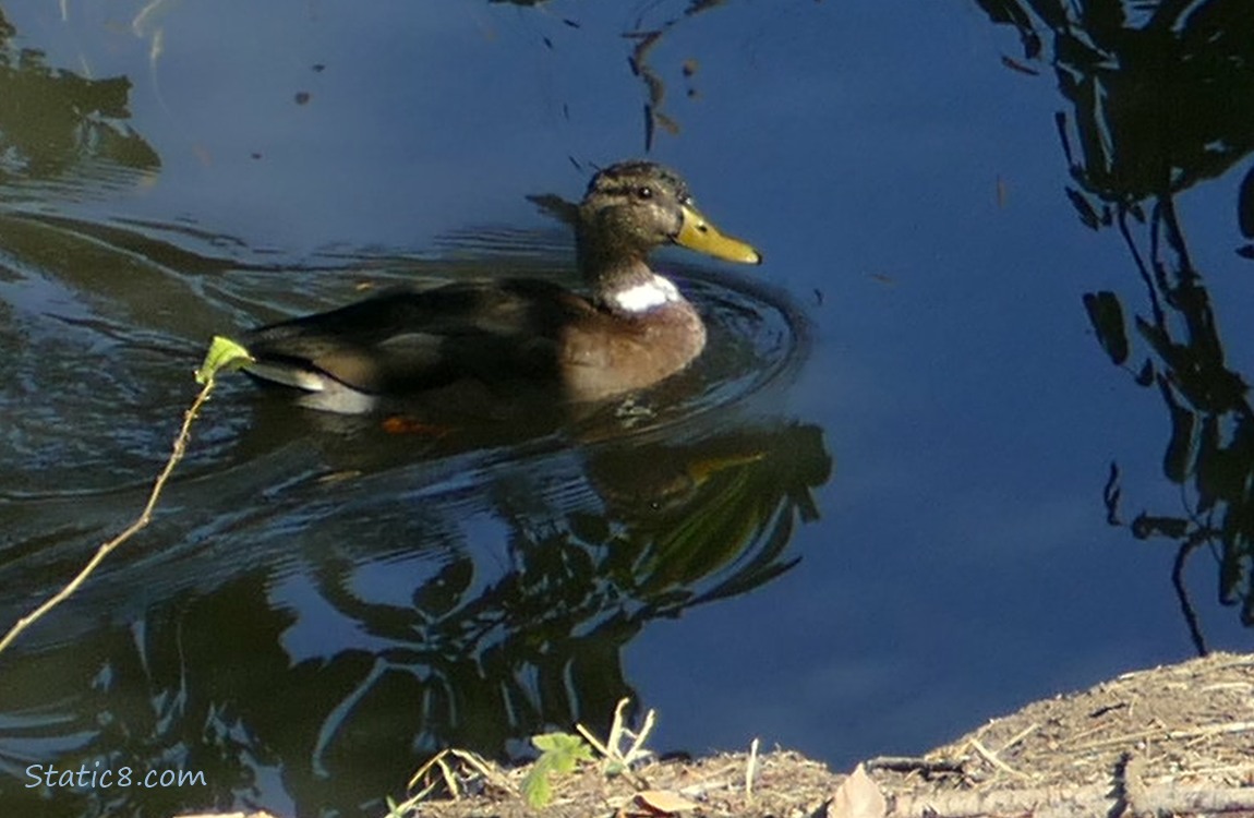 Mallard paddling on the water