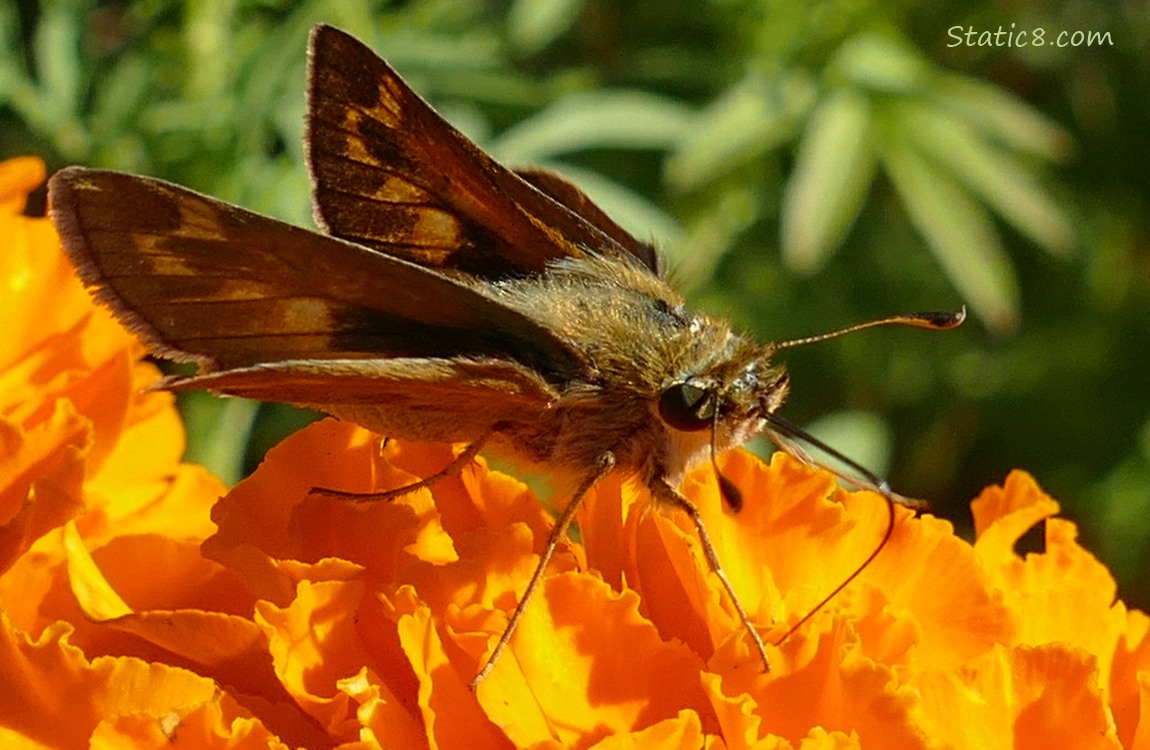 Woodland Skipper on a Marigold bloom
