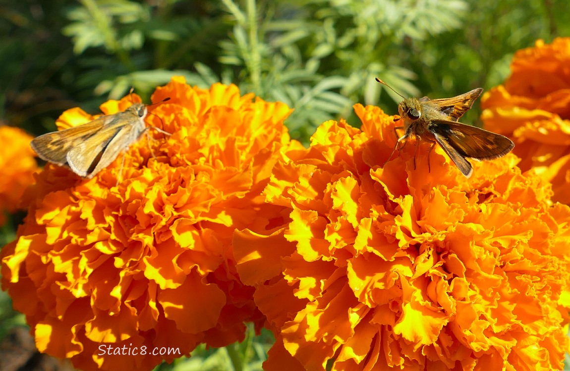 Two Woodland Skipper butterflies on Marigold blooms