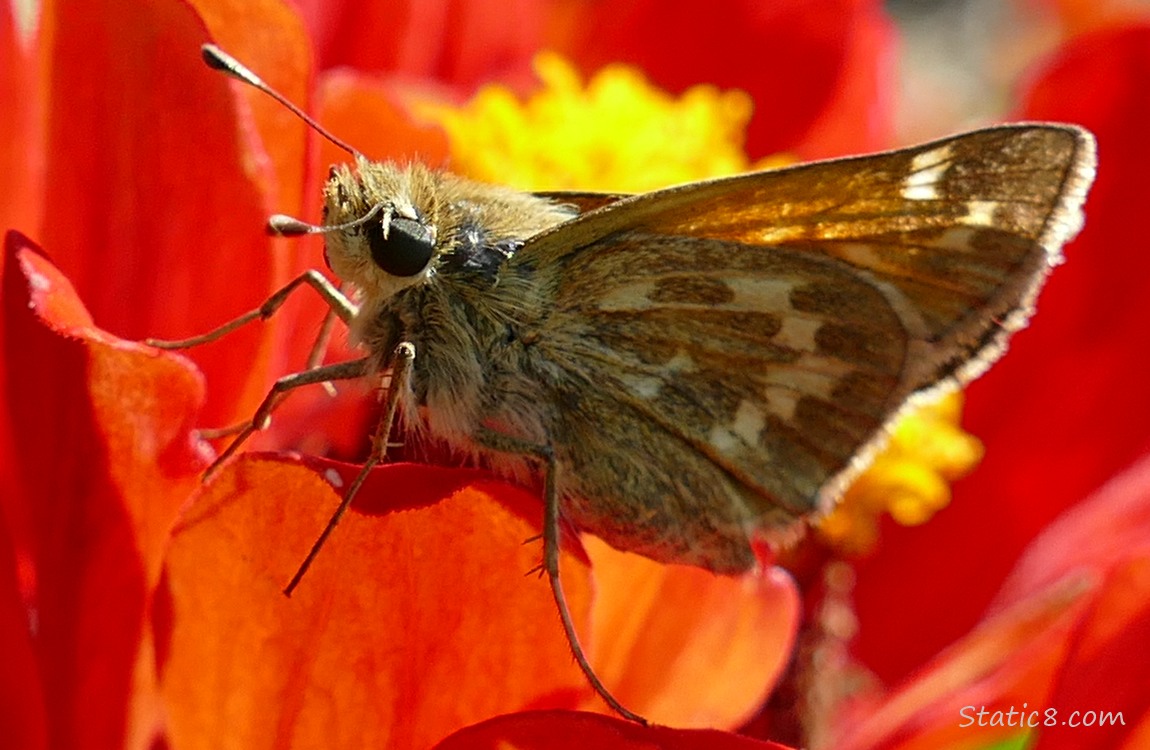 Woodland Skipper butterfly standing on a red zinnia bloom