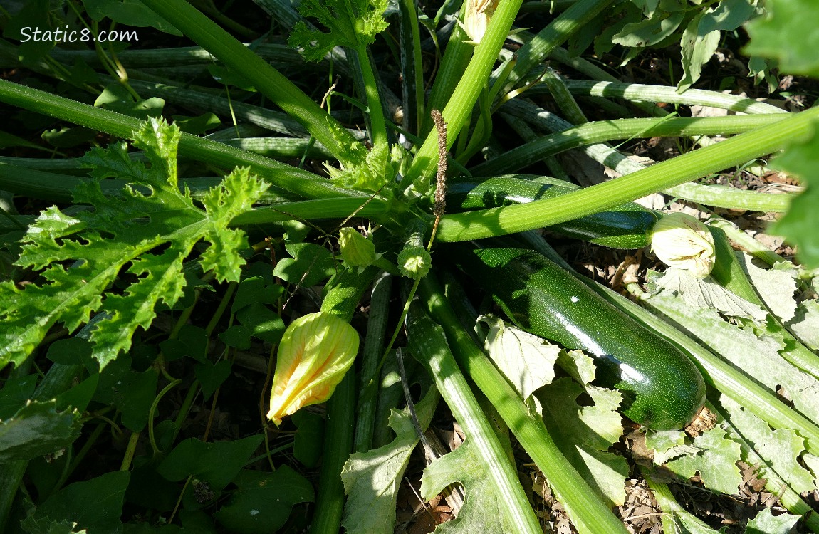 Zuc Green Zucchini squash growing on the vine