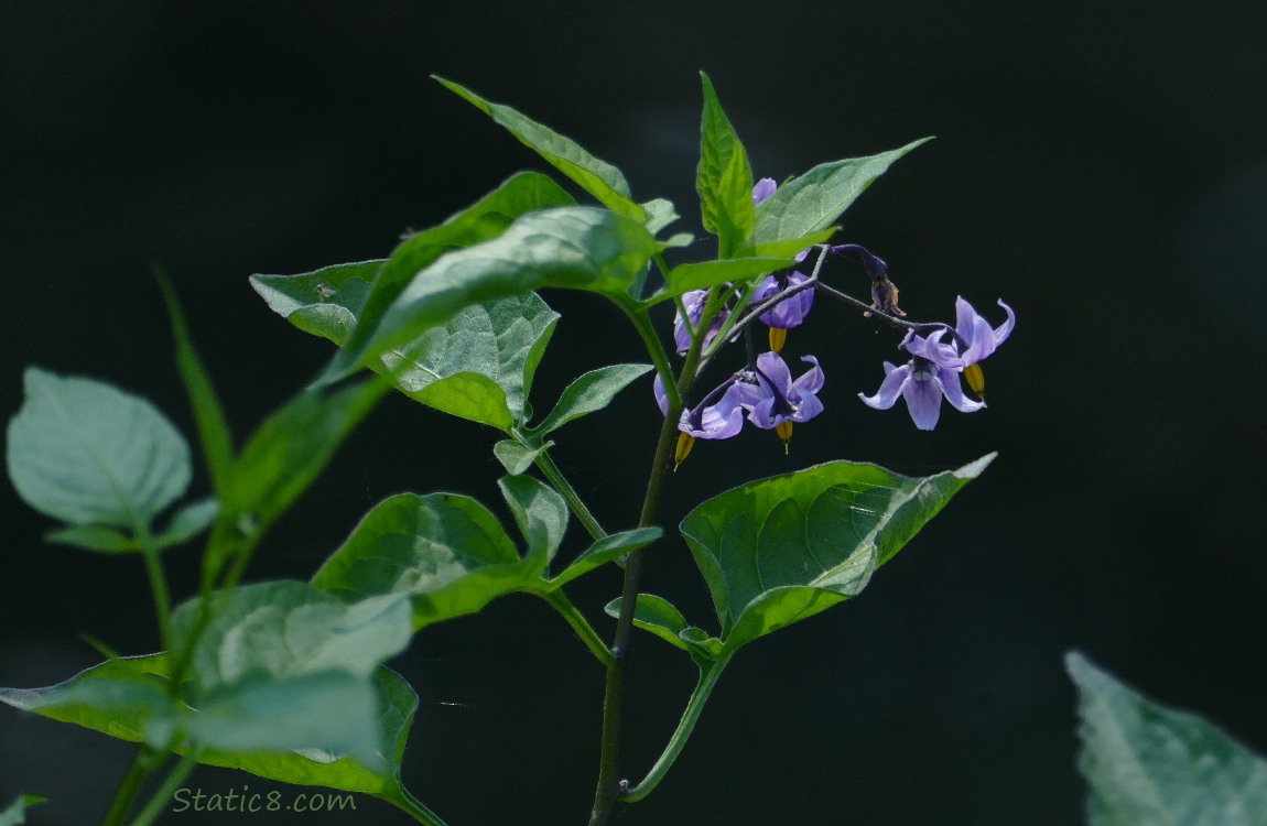 Bittersweet Nightshade Bittersweet Nightshade blooms and leaves