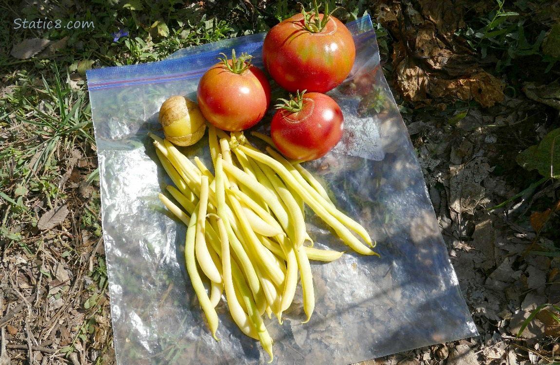 Harvested veggies on a ziplock bag on the ground
