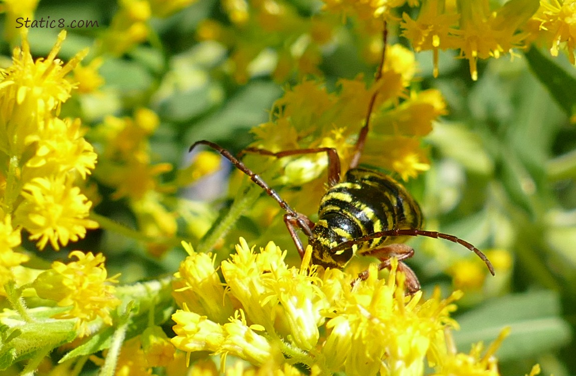 Locust Borer on Goldenrod blooms
