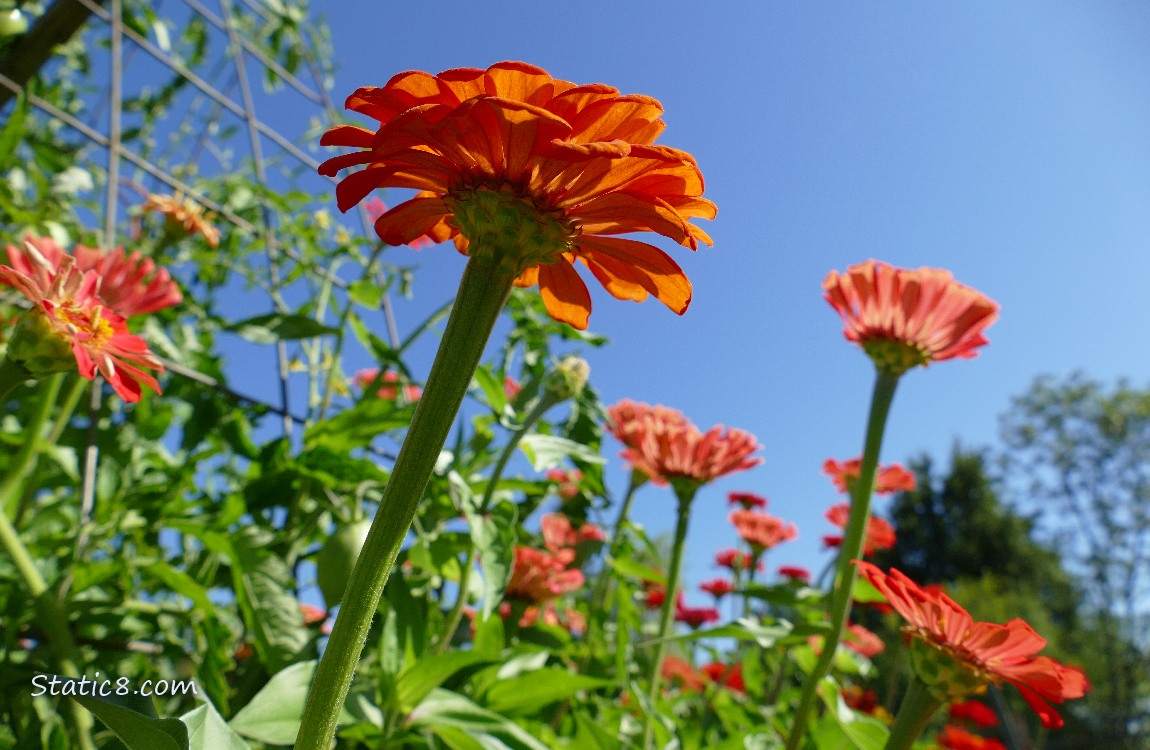 Pink Zinnia blooms in front of the blue sky